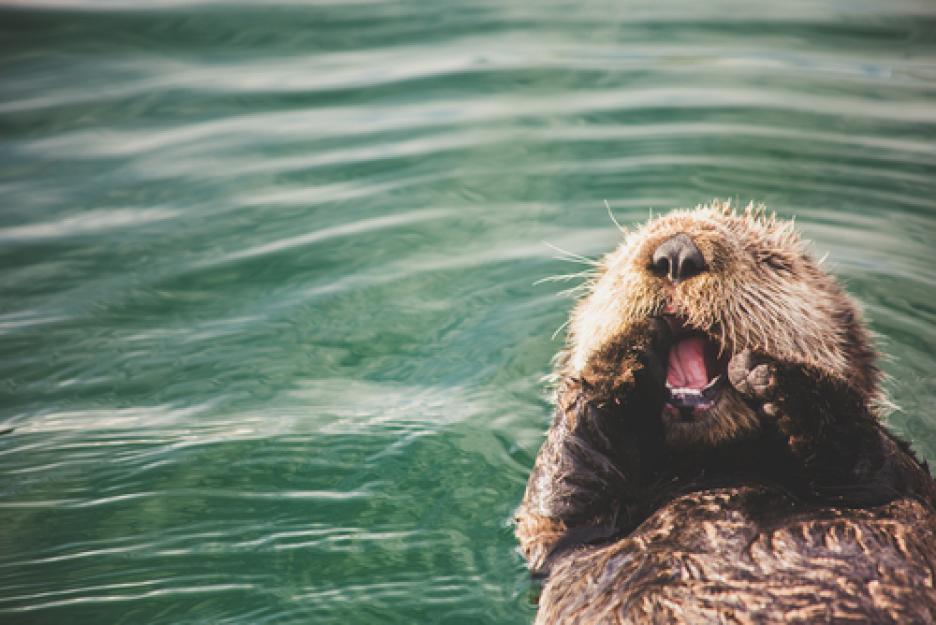 Старайте се да бъдете любезни, така ще има шанс да ви дадат някоя бисквита