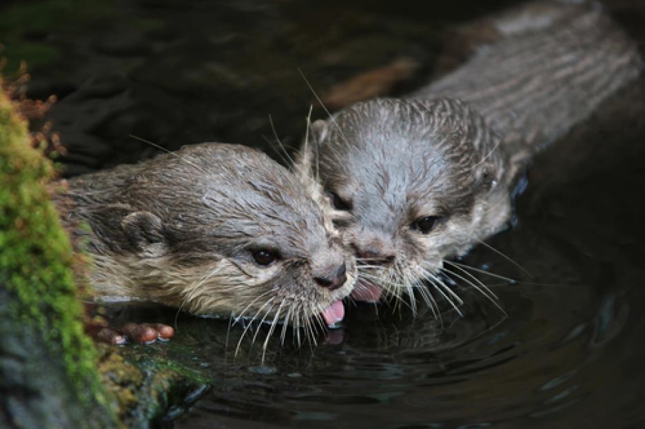 Започнете да флиртувате с тях, за да получите каквото искате