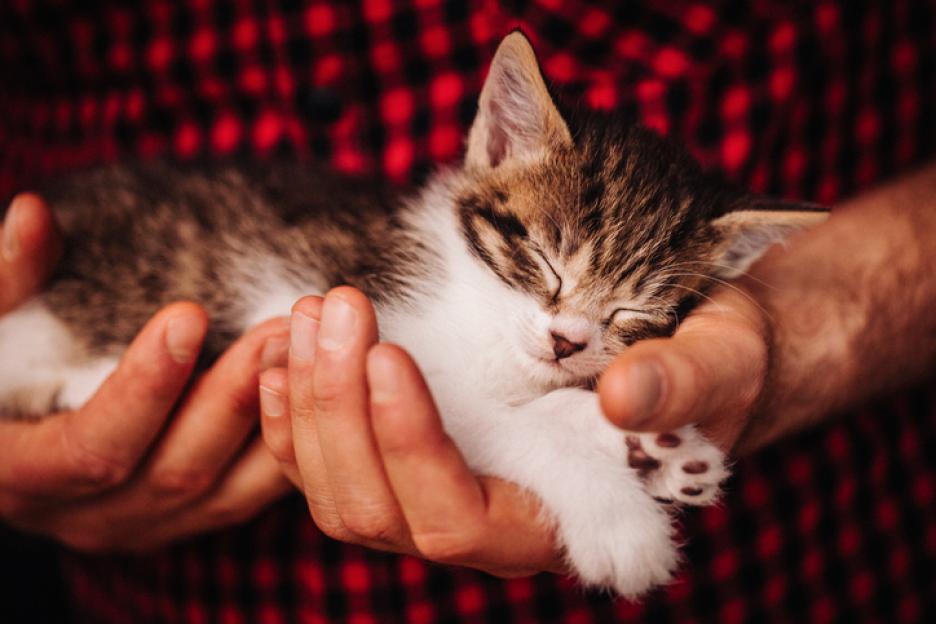 5. Някои глухонеми използват своя жестомимичен език, докато спят