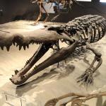 Този древен крокодил е имал зъби с размера на банани – идеални за яденето на динозаври