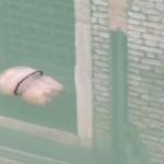 Заснеха огромна медуза в кристално чистите канали на Венеция