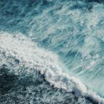 От океаните до Черно море: затоплянето вече променя живота под водата