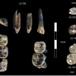 Учени откриха нови вкаменелости – и нов вид древен предшественик на човека
