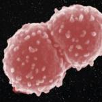 Тази бактерия оцеля цяла година извън Международната космическа станция