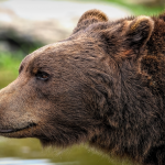 Мечките и климатът: битката за адаптация