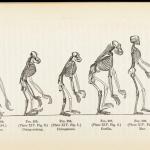 Ако еволюцията е нещо реално, защо днес все още има маймуни?