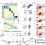 Човешките черва са еволюирали по-бързо от тези на други бозайници