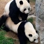 Панди се чифтосаха за първи път от 10 години, след като COVID-19 опразни зоопарка от посетители