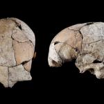 Череп на 5300 години разкрива най-ранните доказателства за хирургия на ушите