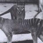 Австралийски учени се опитват да „възкресят“ тасманийския вълк