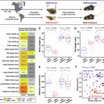 Чревните микроби предават поведенчески черти на потомството при мишки независимо от гените