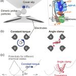 Как биологичните двигатели постигат максимална ефективност