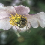 Ако пчелите замлъкнат: има ли бъдеще без тях?