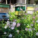 Климатичен капан: Пчелите у нас оцеляват все по-трудно