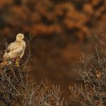 За устрема на птиците към севера и как климатът променя териториите им