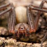 Какво се случило със семейство от Канзас, живяло пет години и половина с 2055 кафяви паяка отшелници