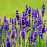 Влияе ли се лавандулата от изменението на климата?