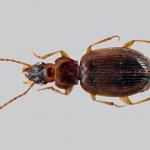 Български учени откриха нов за науката бръмбар в Странджа