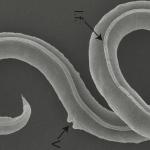 Съживиха червей, прекарал 46 000 години в сибирската вечна замръзналост