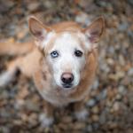 21 портрета на осиновени кучета, които ще разтопят сърцето ви