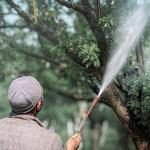 Слънцезащита за растенията: ролята на каолиновата глина