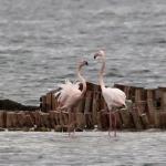 Розовата вълна: птиците, които промениха Бургас