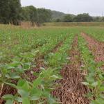 Регенеративното земеделие: защо почвата е първата линия на адаптация към климата