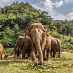 Над 64% от подходящите местообитания за азиатските слонове са загубени от 1700 г. насам