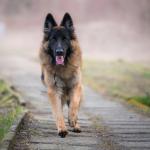 Най-независимите породи кучета