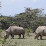 На Земята са останали само два судански бели носорога, но изкуствена яйцеклетка може да спаси вида