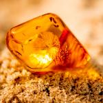 Откриха най-древния образец на животинска сперма в кехлибар на 100 млн. години