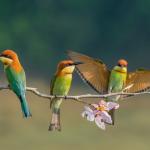 Учени предлагат ново родословно дърво на птиците и преразглеждат еволюционната им история 