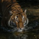 Тигър в zоологическата градина в Ню Йорк даде положителна проба за COVID-19