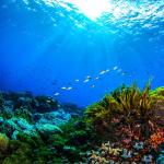 Водораслите заблуждават учените за реалното състояние на кораловите рифове