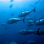 Съдържанието на живак остава постоянно в рибата тон 