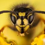 Създадоха революционен антибиотик от отрова на оси