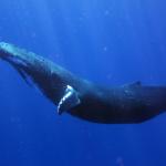 Ето как сините китове са станали най-големите същества на Земята