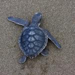 Най-малката морска костенурка в света се размножава в Луизиана за първи път от 75 години