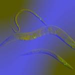 Японска биотехнологична компания използва миниатюрни червеи за ранна диагностика на рак