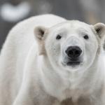 Проучване установи пряка връзка между парниковите емисии и намаляването на популациите на белите мечки 