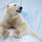 Учени разработиха прежда, вдъхновена от козината на бялата мечка 