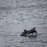 Замърсяването и птичият грип застрашават популацията на чилийските делфини