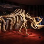 Учени възстановиха генома на вълнест носорог, изяден от вълци през последната ледниковата епоха