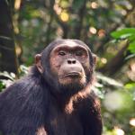 Когато са изправени пред избор, и шимпанзетата са способни да разглеждат алтернативни възможности