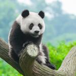 Опазването на пандата е оказало отрицателен ефект върху други видове, включително леопарди и вълци