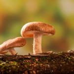 Гъбите – биологична алтернатива на силициевите чипове