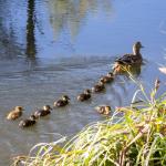 Сърфиращи патета, синхронизиращи се сърца и скорпиони, страдащи от запек – откритията, наградени с Антинобел