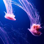 Вижте тази гигантска медуза с размерите на човек!