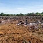 Учени прогнозират по-тежка климатична криза заради пожарите в Амазония 
