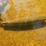 Кубински учени се опитват да спасят от изчезване риба, стара колкото динозаврите